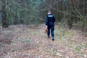 Umundurowany policjant, który jest przewodnikiem wraz ze swoim psem służbowym idą przez las.