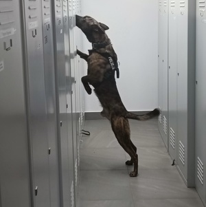 Pies służbowy, który szuka zapachu narkotyków w pomieszczeniu szatni.