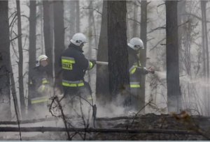 Trzech strażaków z ochotniczej straży pożarnej w trakcie gaszenie pożaru w lesie.