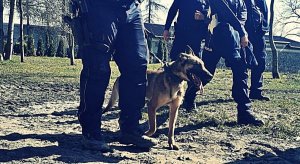Pies służbowy w otoczeniu funkcjonariuszy policji