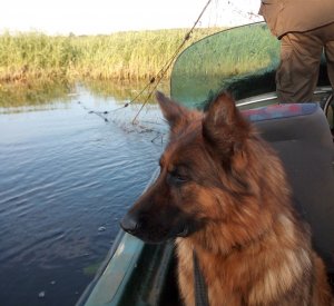 Policyjny pies na łódce, za nim widoczna sieć rybacka na rzece.