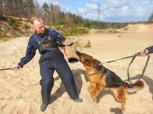 Umundurowany policjant na wydmach w trakcie szkolenia psów służbowych. Policjant pozoruje atak.