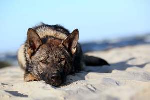 Pies służbowy leżący na piasku.