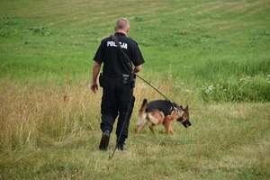 Policjant z psem służbowym idzie łąką