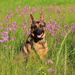 Pies policyjny leżący w trawie z kwiatami