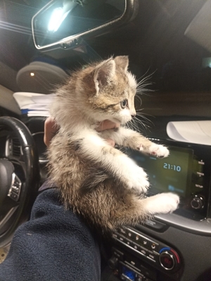 Kotek trzymany w ręku policjanta w radiowozie