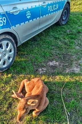 łoś przy radiowozie