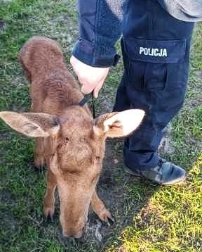 policjant trzyma małego łosia