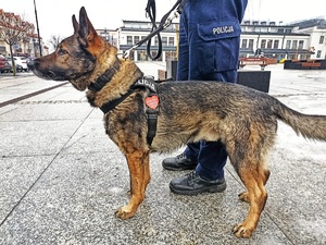 pies policyjny