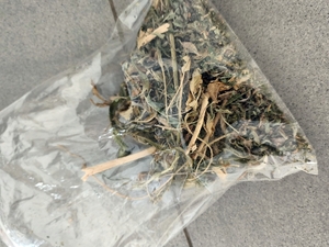 zabezpieczone narkotyki