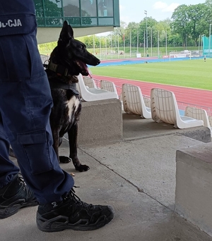 szkolenie psów służbowych na stadionie