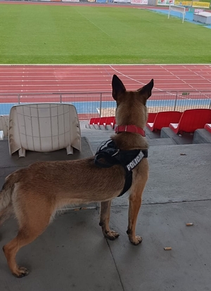 szkolenie psów służbowych na stadionie