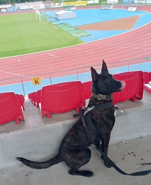 szkolenie psów służbowych na stadionie