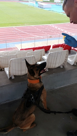 szkolenie psów służbowych na stadionie